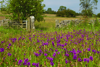 Meadow on a sunny day
